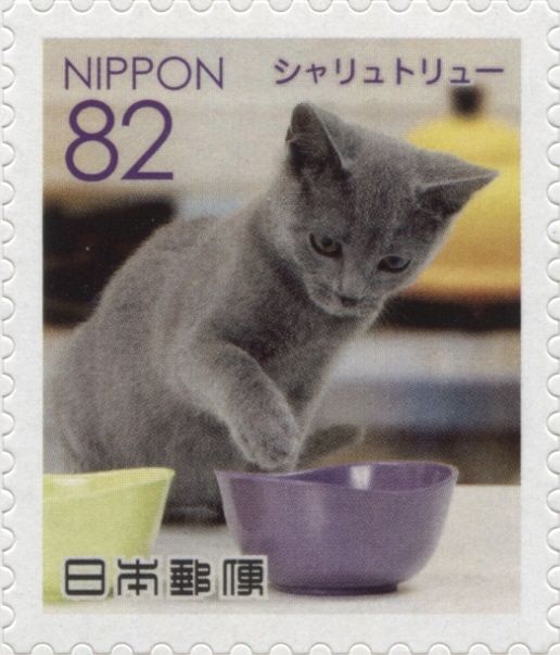 Chartreux Cat (Felis Silvestris Catus)