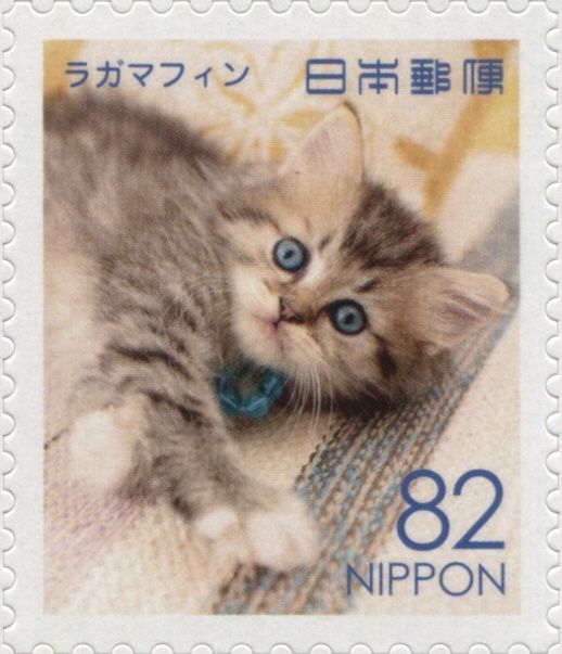 Ragamuffin Cat (Felis Silvestris Catus)