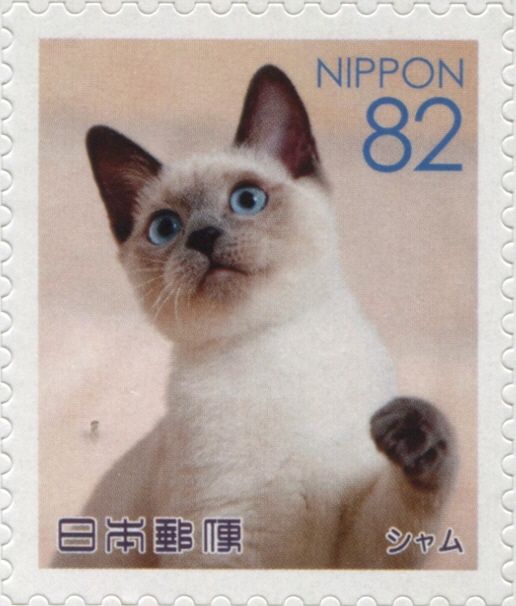 Siamese Cat (Felis Silvestris Catus)