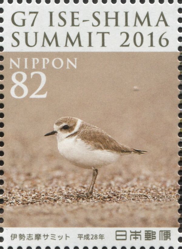 Kentish Plover (Charadrius alexandrinus)