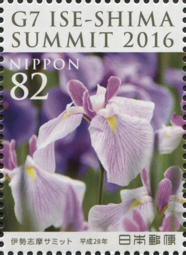 Japanese Swamp Sword Lily (Iris ensata)
