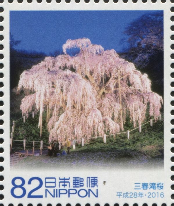 Waterfall Cherry Tree, Miharu (Miharu Takizakura)