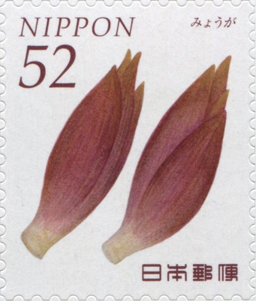 Japanese Ginger (Myōga)