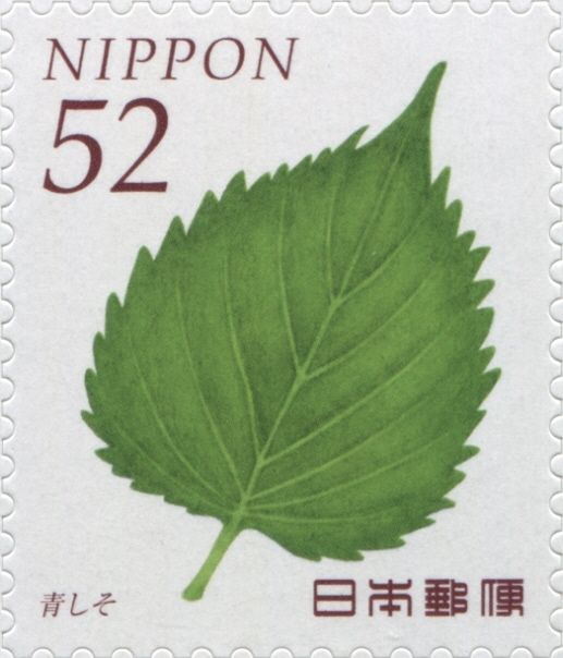 Perilla Leaf (Shiso)