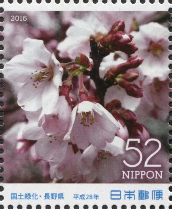 Takato-Kohigan-Zakura Cherry Blossoms