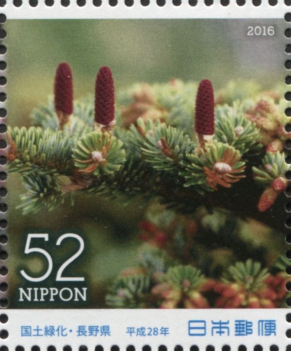 Nikko Fir (Abies homolepis)