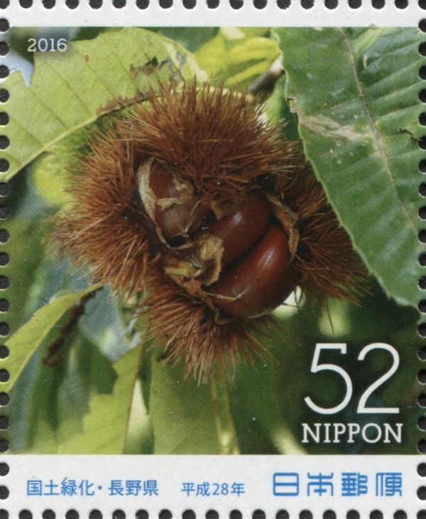Japanese Chestnut (Castanea crenata)