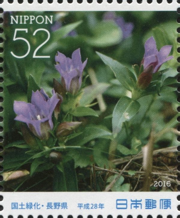 Prairie Gentian (Eustoma grandiflorum)