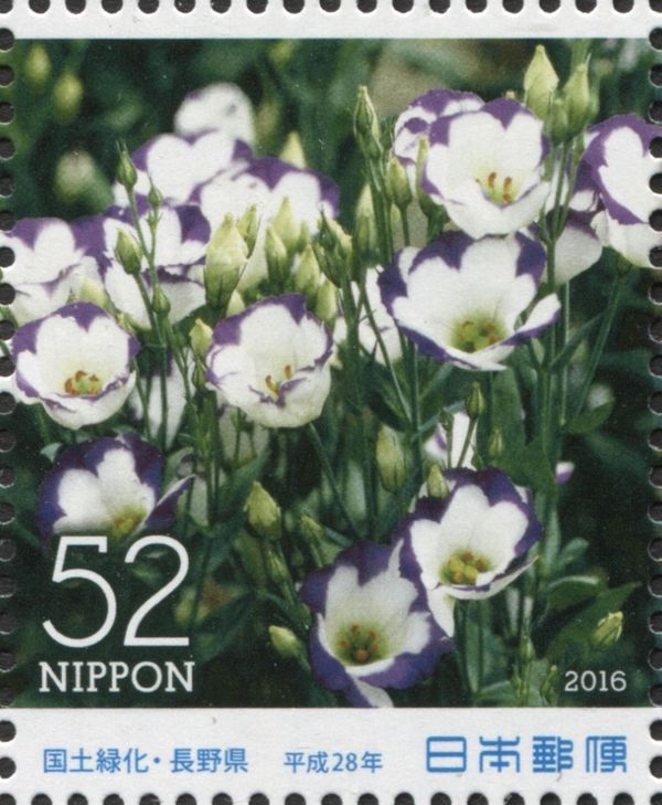 Japanese Autumn Gentian (Gentiana scabra)
