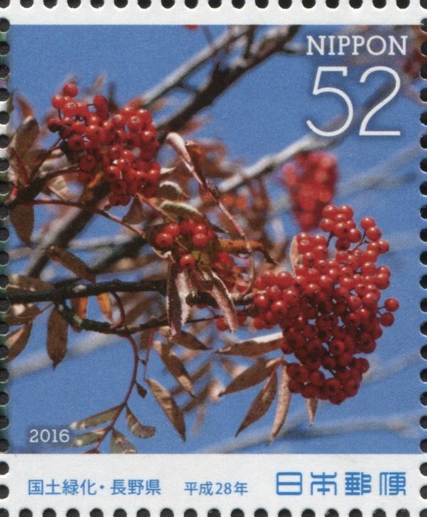 Japanese Rowan (Sorbus commixta)