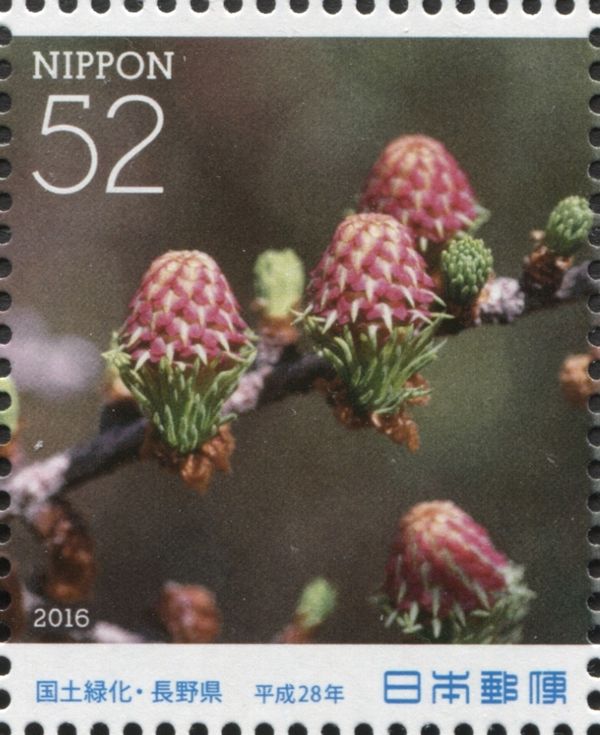 Japanese Larch (Larix kaempferi)