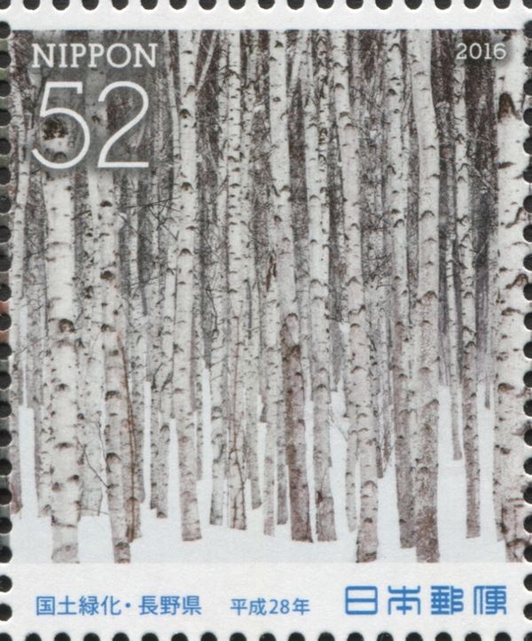 Japanese White Birch Trees