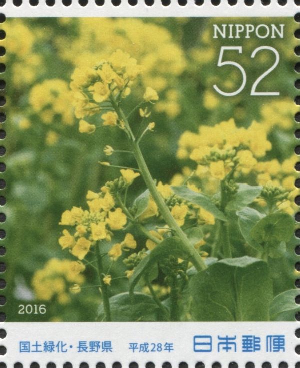 Rapeseed Blossoms (Brassica rapa)