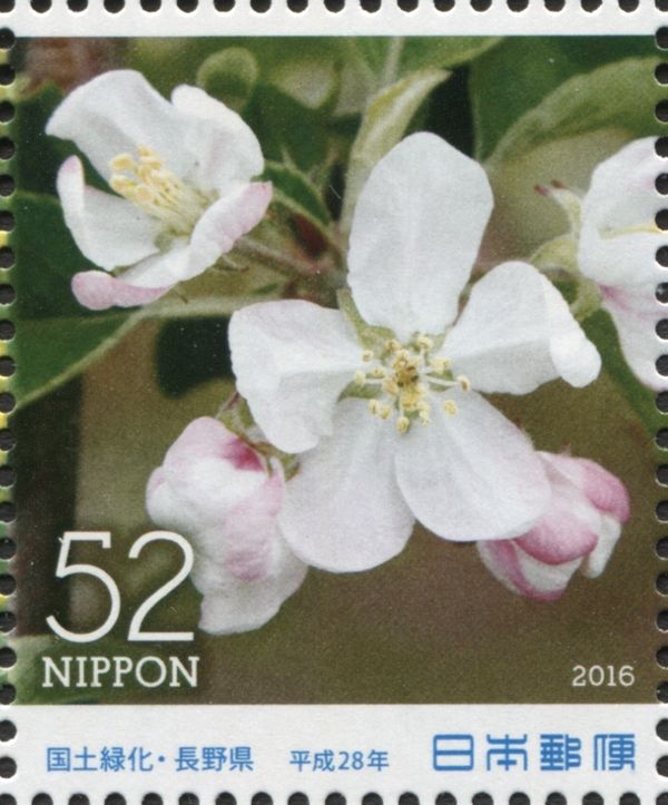 Apple Blossoms
