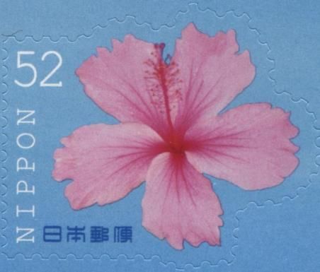 Hibiscus