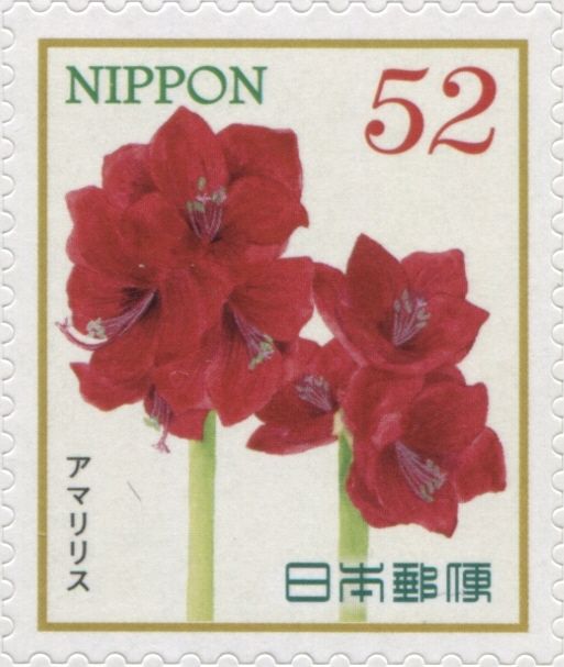 Amaryllis