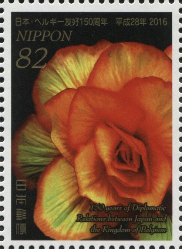 Tuberous Begonia