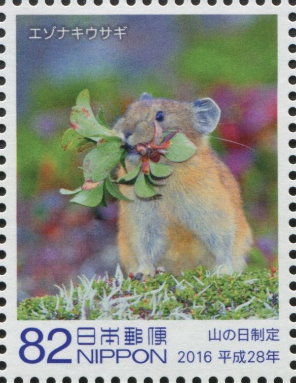 Northern Pika (Ochotona hyperborea yesoensis)