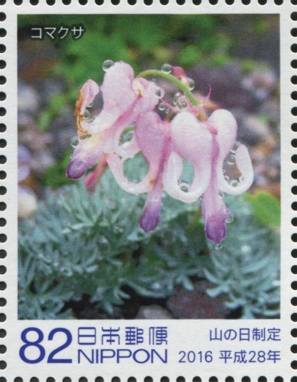 Komakusa Flowers (Dicentra peregrina)