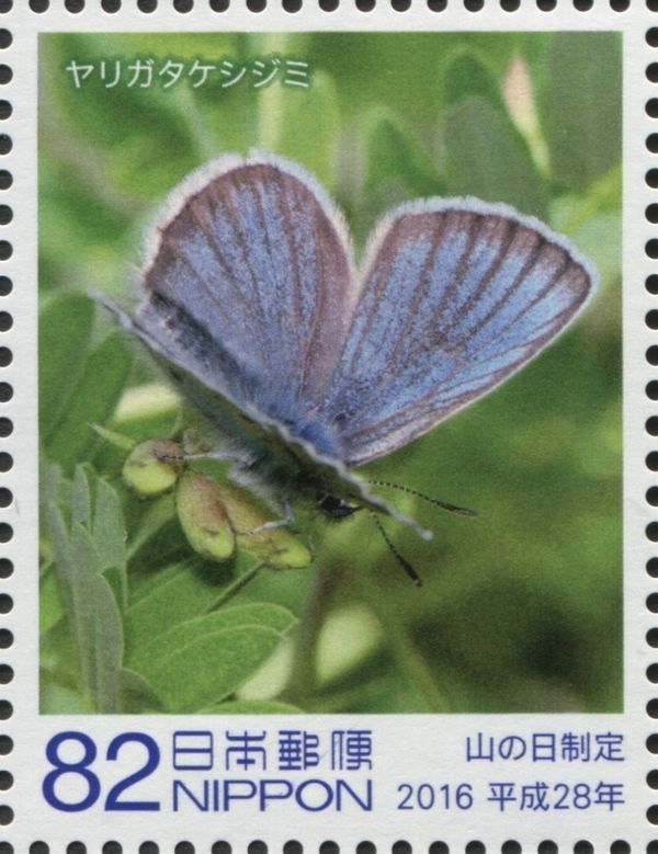 Butterfly (Lycaeides subsolanus yarigadakeanus)