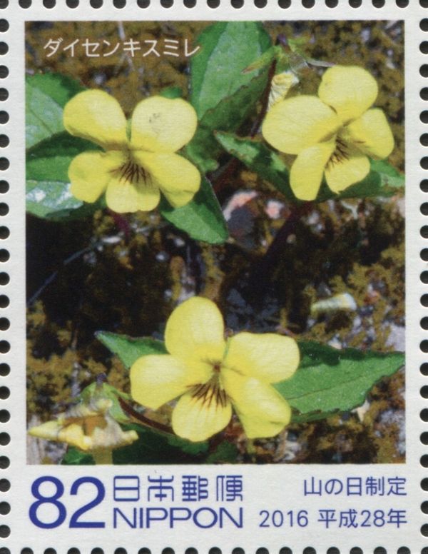 Daisen Yellow Violet (Viola Brevistipulata)