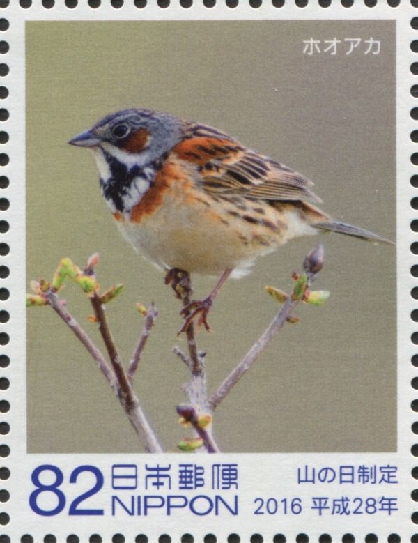 Chestnut-eared Bunting (Emberiza fucata)