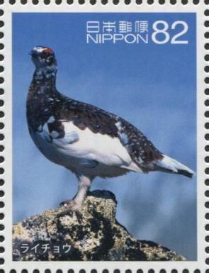 Rock Ptarmigan (Lagopus muta)