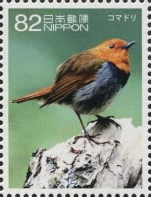 Japanese Robin (Erithacus akahige)