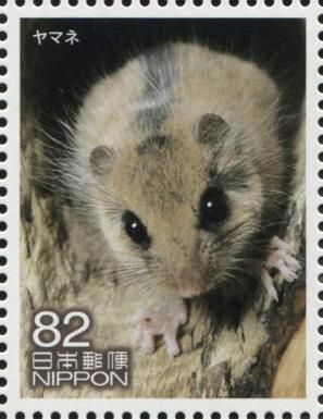 Japanese Dormouse (Glirulus japonicus)