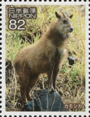 Japanese Serow (Capricornis crispus)