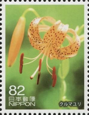 Kurumayuri (Lilium medeoloides)
