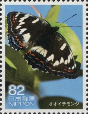 Poplar Admiral Butterfly (Limenitis populi)