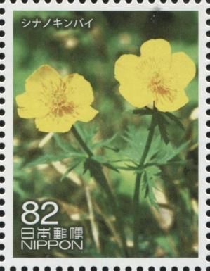 Japanese Troll Flower (Trollius japonicus)