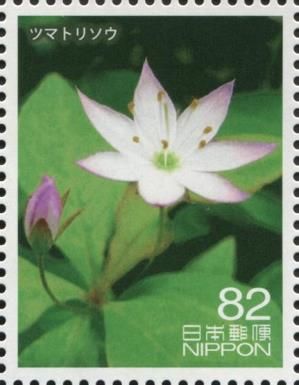 Chickweed Wintergreen (Trientalis europaea)