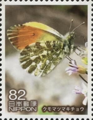 Orange Tip Butterfly (Anthocharis cardamines)