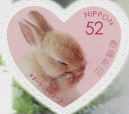 Netherland Dwarf Rabbit (Oryctolagus cuniculus domesticus)