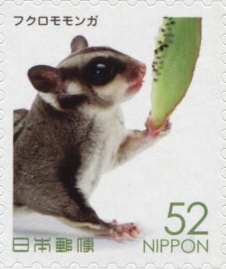 Sugar Glider (Petaurus Breviceps)