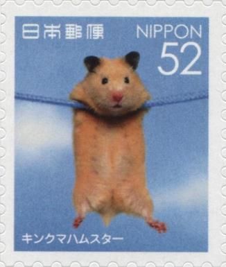 Syrian Hamster (Mesocricetus auratus)