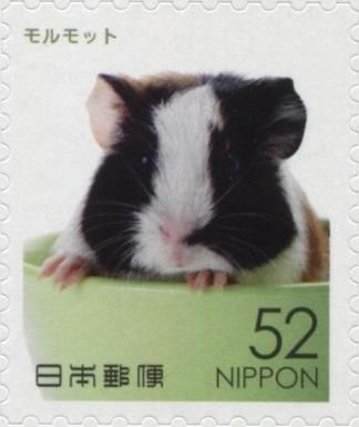 Domestic Guinea Pig (Cavia Porcellus)