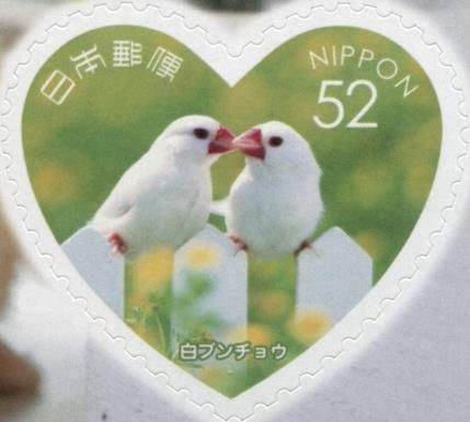 White Java Sparrows (Padda Oryzivora)