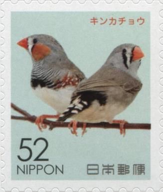 Zebra Finch (Taeniopygia guttata)