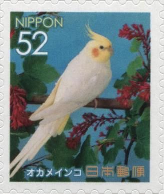 Cockatiel (Nymphicus hollandicus)