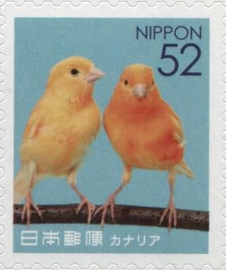 Canary Birds (Serinus Canaria Forma Domestica)