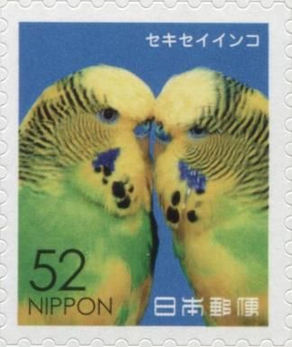 Parakeets (Budgerigar) (Melopsittacus Undulatus)