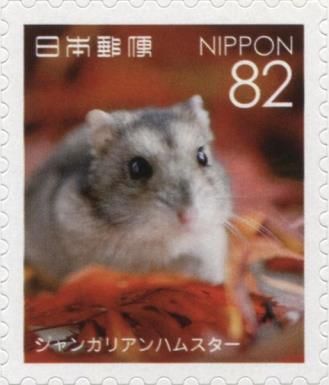 Striped Desert Hamster (Phodopus sungorus)