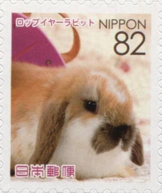 Lop-eared Rabbit (Oryctolagus Cuniculus Forma Domestica)