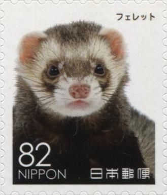 Ferret (Mustela Putorius Furo)