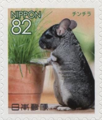 Long-tailed Chinchilla (Chinchilla lanigera)