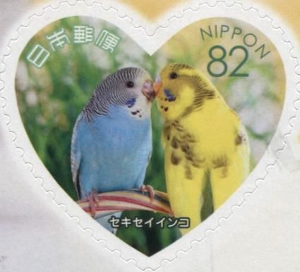 Budgerigars (Melopsittacus Undulatus)