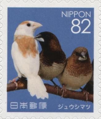 Society Finches (Lonchura Striata Domestica)